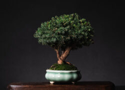 ნაძვი სიმაღლე: 20 სმ