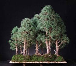 ასაკი ≈ 30 წელი. სიმაღლე: 70 სმ