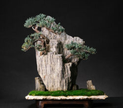 ღვია ასაკი ≈ 15 წელი. სიმაღლე: 50 სმ