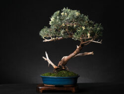 ღვია ასაკი ≈ 20 წელი. სიმაღლე: 50 სმ