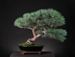 ღვია ასაკი ≈ 25 წელი. სიმაღლე: 60 სმ