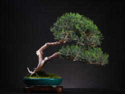 ღვია ასაკი ≈ 20 წელი. სიმაღლე: 50 სმ