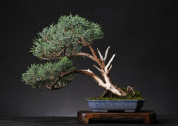 ღვია ასაკი ≈ 20 წელი. სიმაღლე: 40 სმ