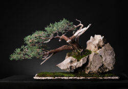 ღვია ასაკი ≈ 35 წელი. სიმაღლე: 50 სმ