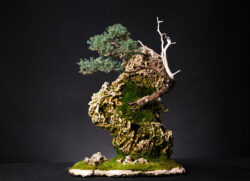 ღვია ასაკი ≈ 15 წელი. სიმაღლე: 50 სმ