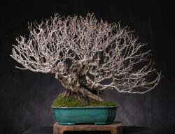 ჯაგრცხილა ასაკი ≈ 35 წელი. სიმაღლე: 60 სმ