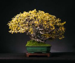 ჯაგრცხილა ასაკი ≈ 35 წელი. სიმაღლე: 60 სმ