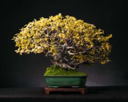 ჯაგრცხილა ასაკი ≈ 35 წელი. სიმაღლე: 60 სმ