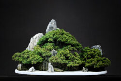 ასაკი ≈ 25 წელი. სიმაღლე: 50 სმ